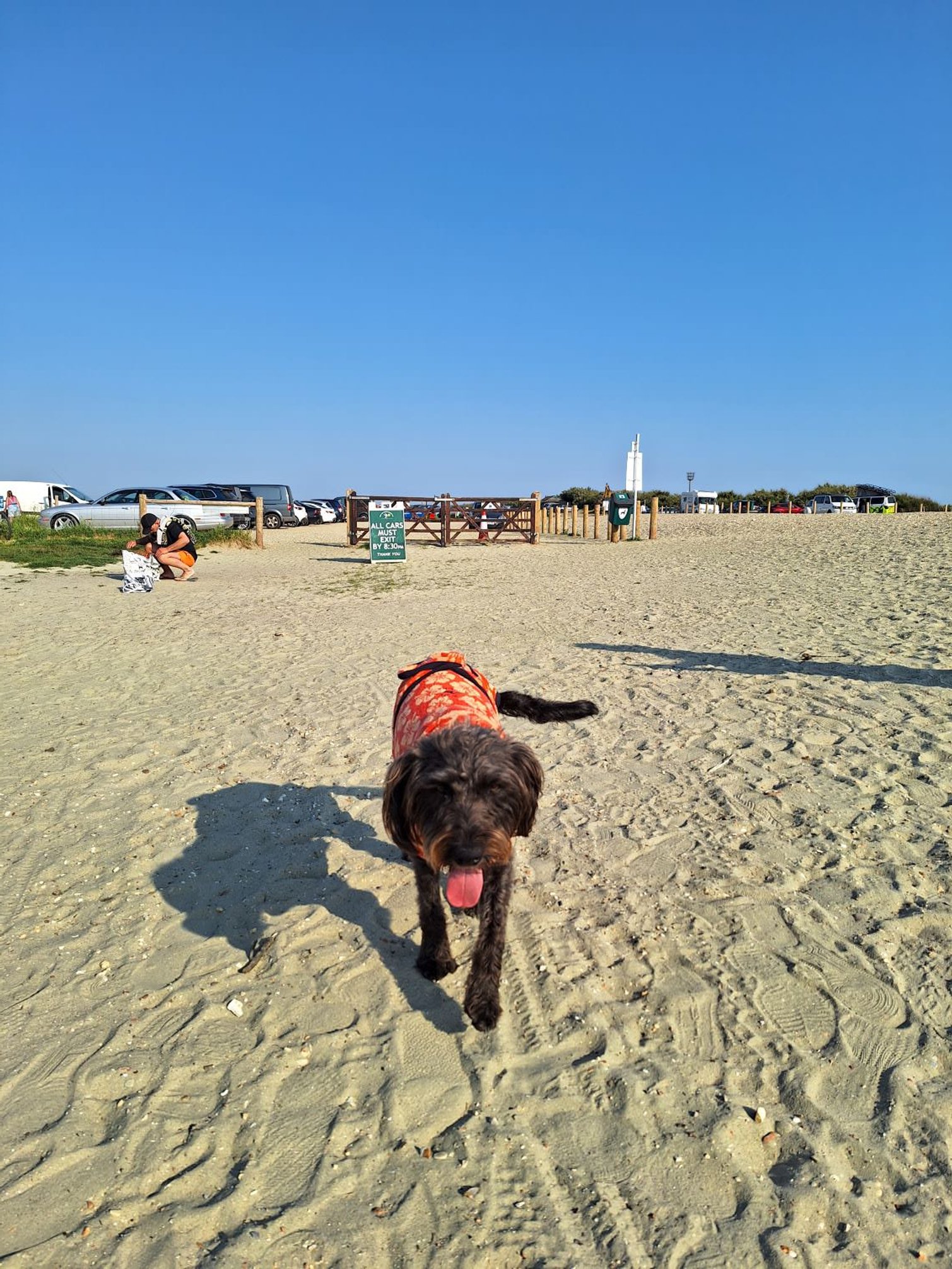 Dog Drying Robe - Limited Edition: Surf Chic Sea Shells | Harbour